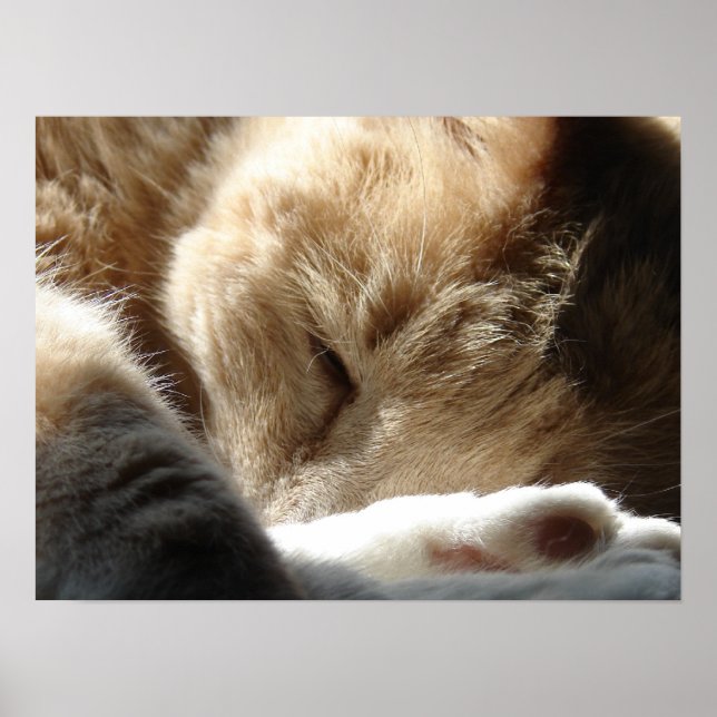 Poster Sleepy Kitty (Devant)