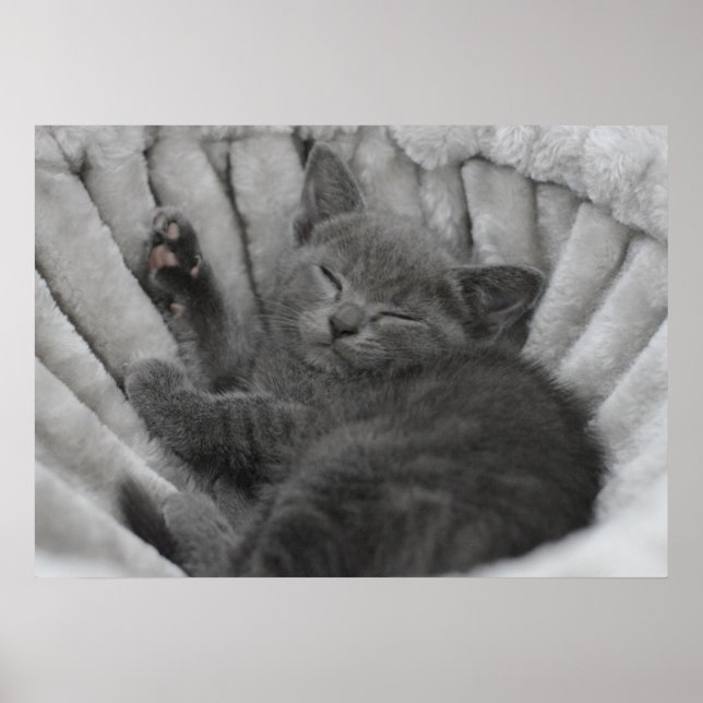 Poster Sleepy kitty (Devant)