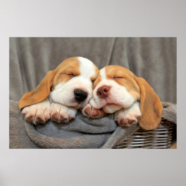 Poster Sleepy Puppies (Devant)