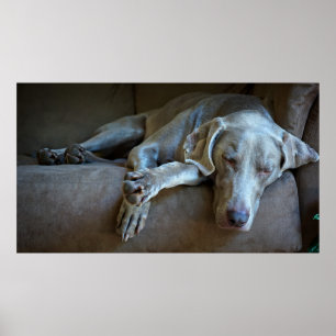 Poster Sleepy Weimaraner