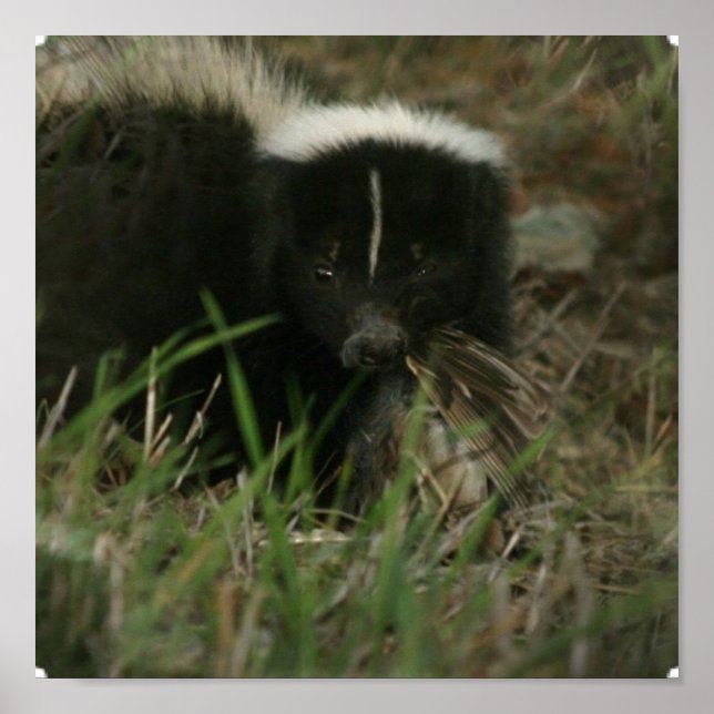 Poster Smelly Skunk (Devant)