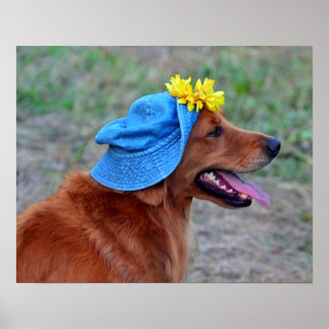 Poster Smiling Golden Retriever en Casquette (Devant)