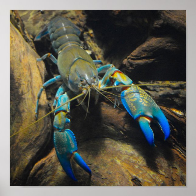 Poster Smooth Yabby (Devant)