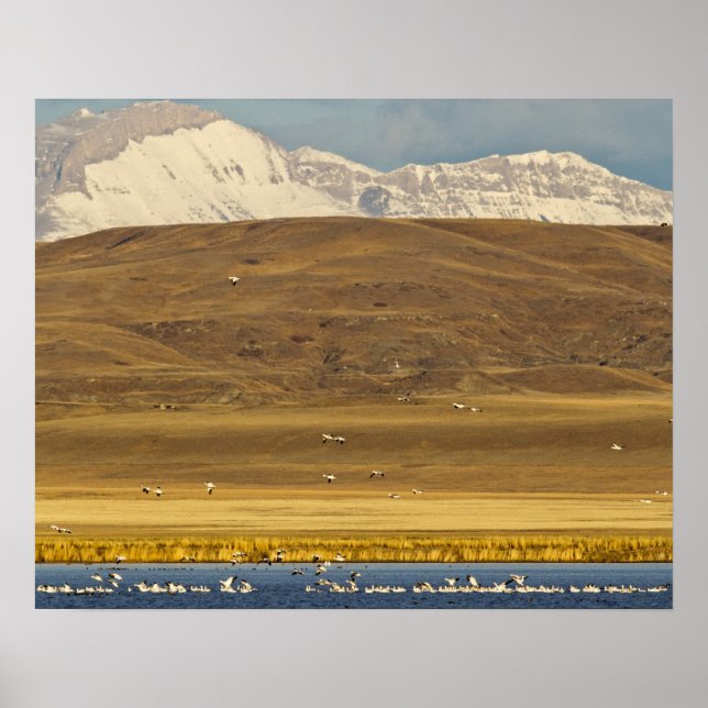 Poster Snow geese during (Devant)