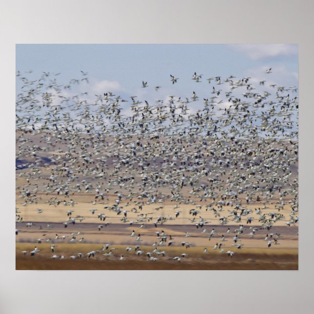 Poster Snow geese during (Devant)