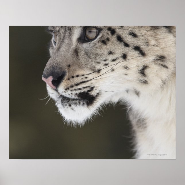 Poster Snow leopard (Uncia uncia) (Devant)