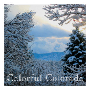 Poster Snow on Pine Trees