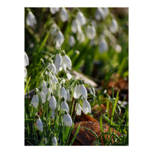 Poster Snowdrops