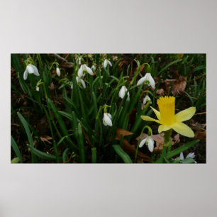 Poster Snowdrops et Daffodil Spring Floral