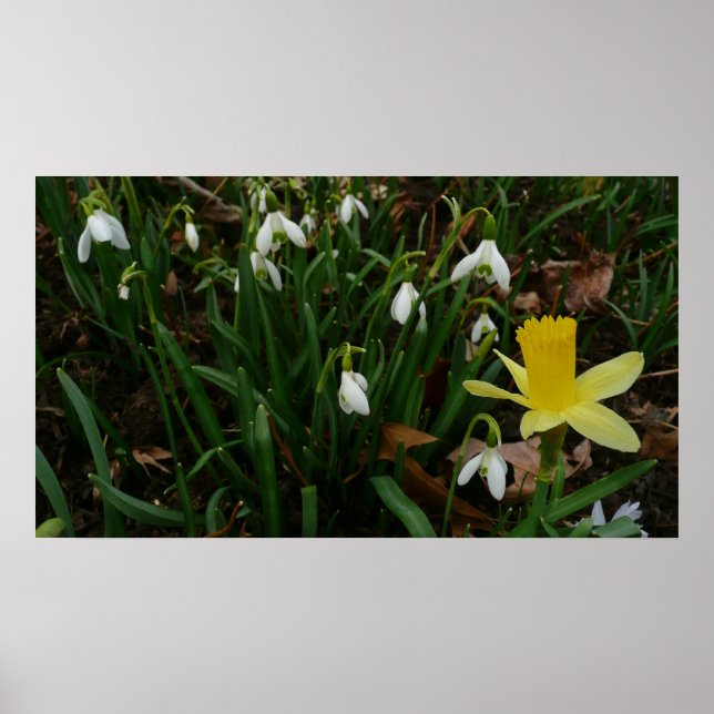 Poster Snowdrops et Daffodil Spring Floral (Devant)