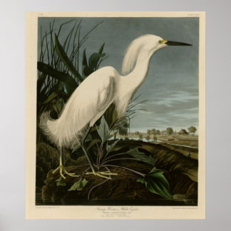 Poster Snowy Heron or White Egret