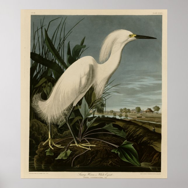 Poster Snowy Heron or White Egret (Devant)