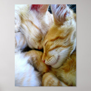 Poster Snuggle Kittens