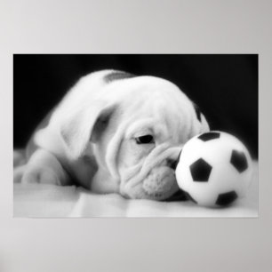 Poster "Soccer Ball Nez" Français Chien de taule