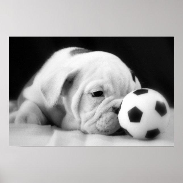 Poster "Soccer Ball Nez" Français Chien de taule (Devant)