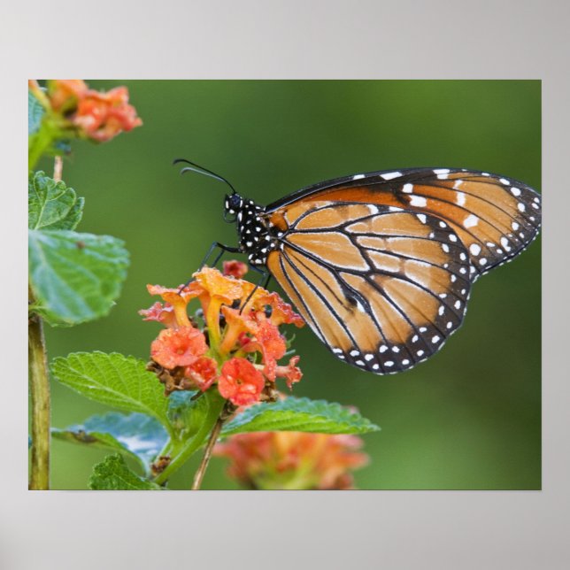 Poster Soldier (Danaus eresimus) butterfly feeding (Devant)