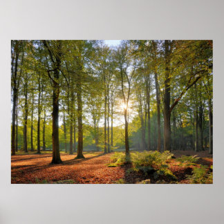 Poster Soleil d'automne dans la forêt