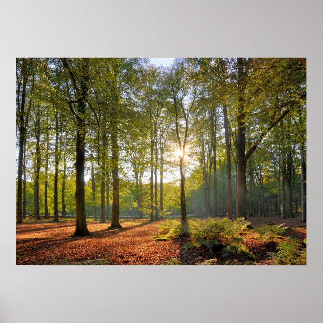 Poster Soleil d'automne dans la forêt (Devant)