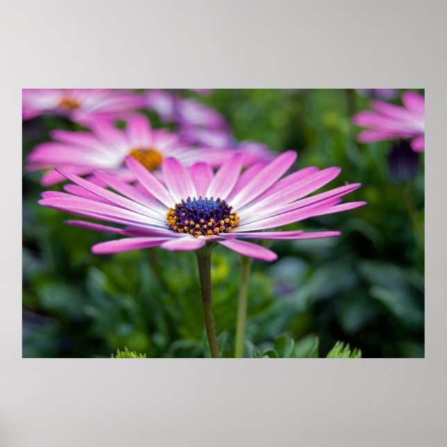 Poster Soleil d'été (Devant)