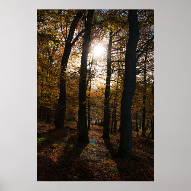 Poster Soleil forestier (Devant)