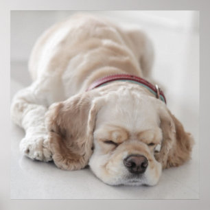 Poster Sommeil de chien de cocker