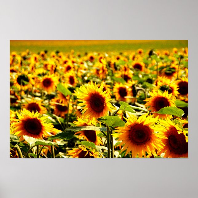 Poster Sonnenblumenfeld (Devant)