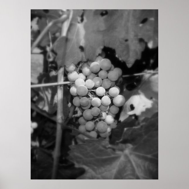 Poster Sonoma (Devant)