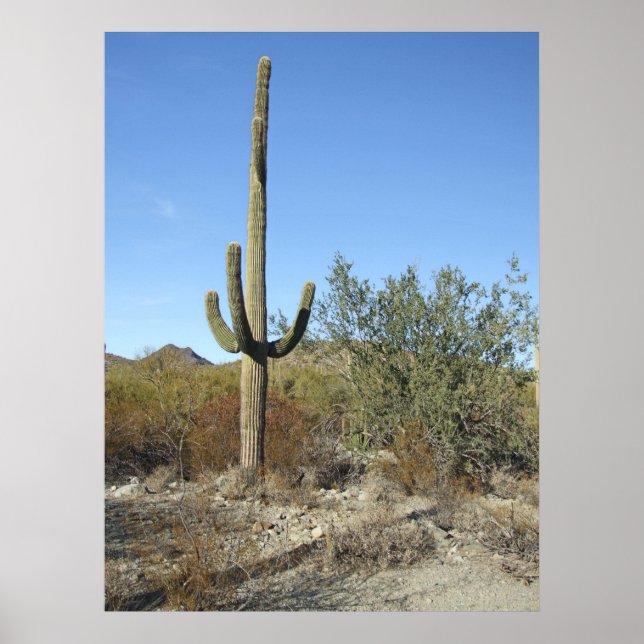 poster Sonoran Desert Scene 07 (Devant)