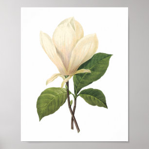 Poster soucoupe magnolia (Magnolia soulangiana) par Redou