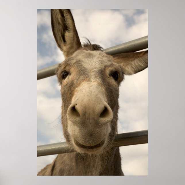 Poster souriant Burro (Devant)