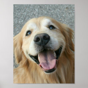 Poster souriant Golden Retriever