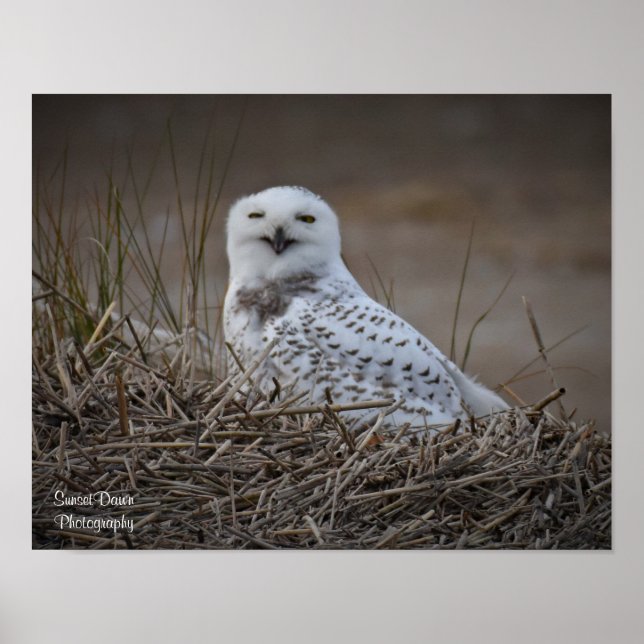 Poster souriant Snowy Owl (Devant)