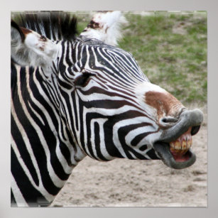 Poster souriant Zebra