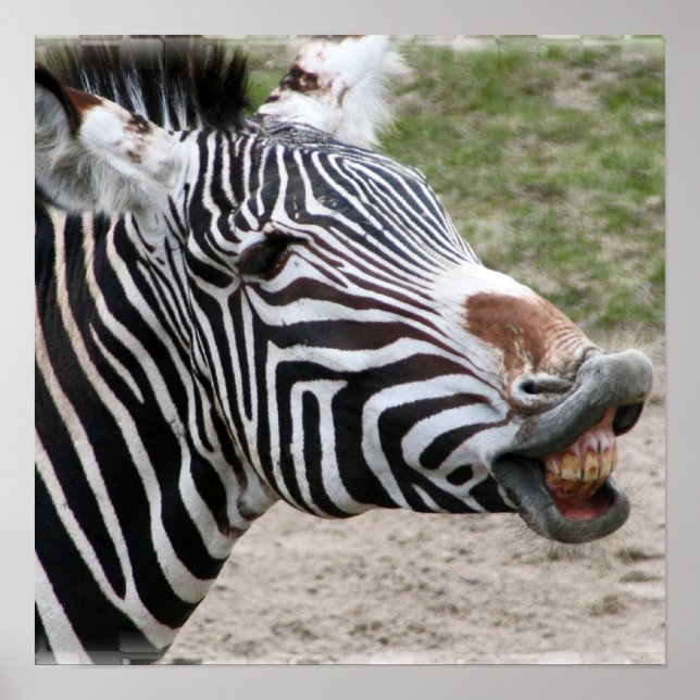 Poster souriant Zebra (Devant)