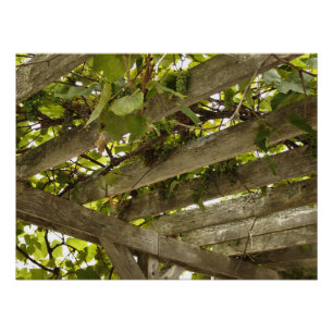 Poster Sous un auvent des raisins