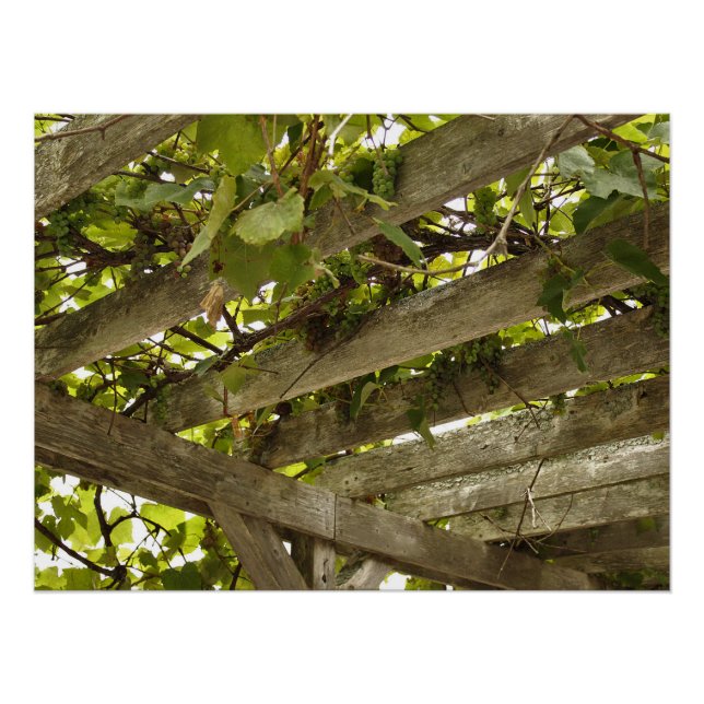 Poster Sous une canopée de raisins (Devant)