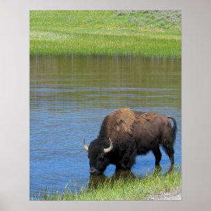 Poster Souvenir de Buffalo de Yellowstone