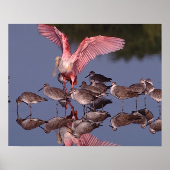 Poster Spatule rosée avec des willet dans des eaux peu pr (Devant)