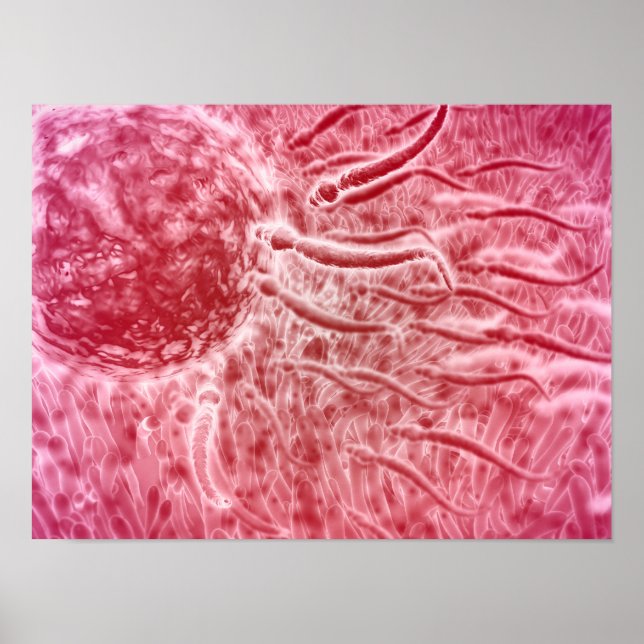 Poster Sperm Voyageant Vers Oeuf Avec Cellia (Devant)