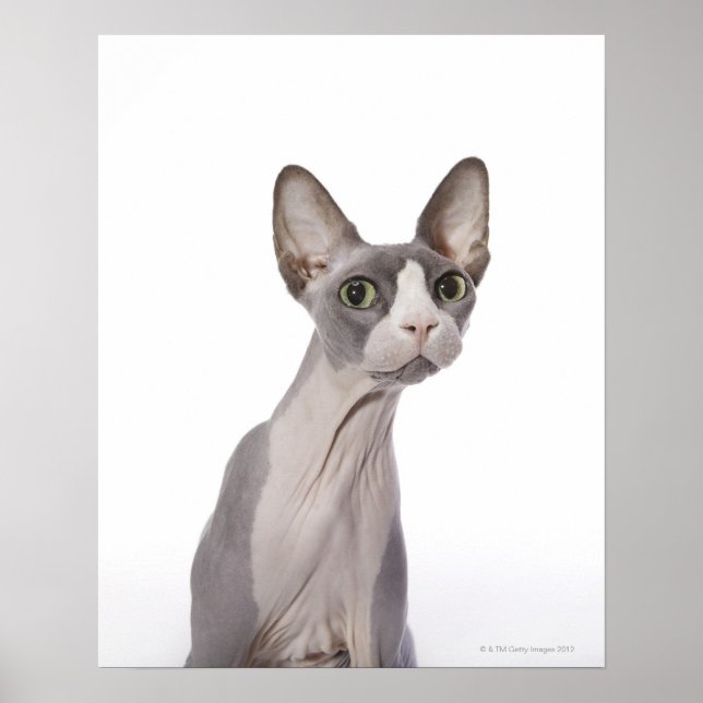Poster Sphynx Cat with surprised expression (Devant)