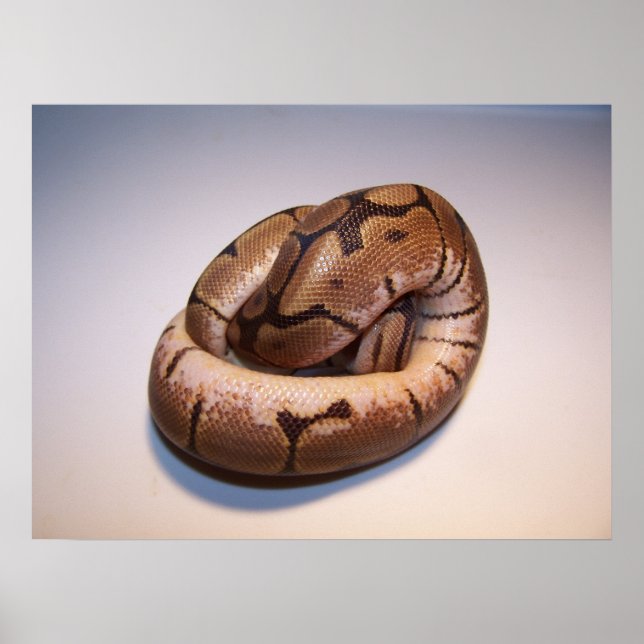 Poster Spider Ball Python (Devant)