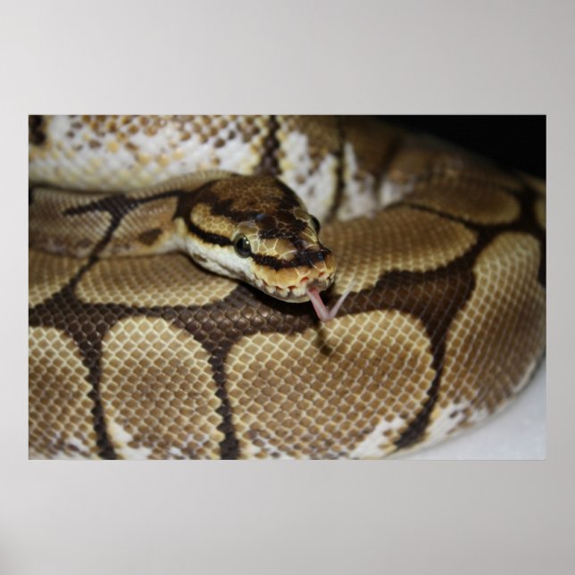 Poster Spider Ball Python (Devant)