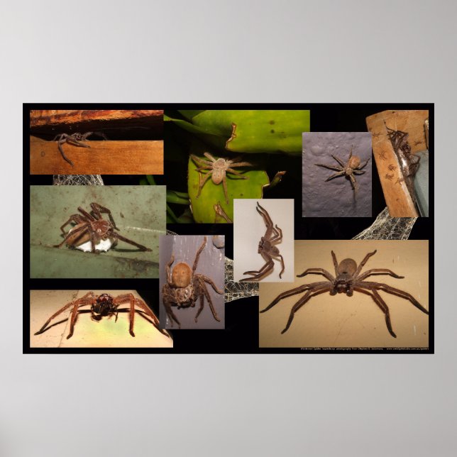 Poster Spider Huntsman (Devant)
