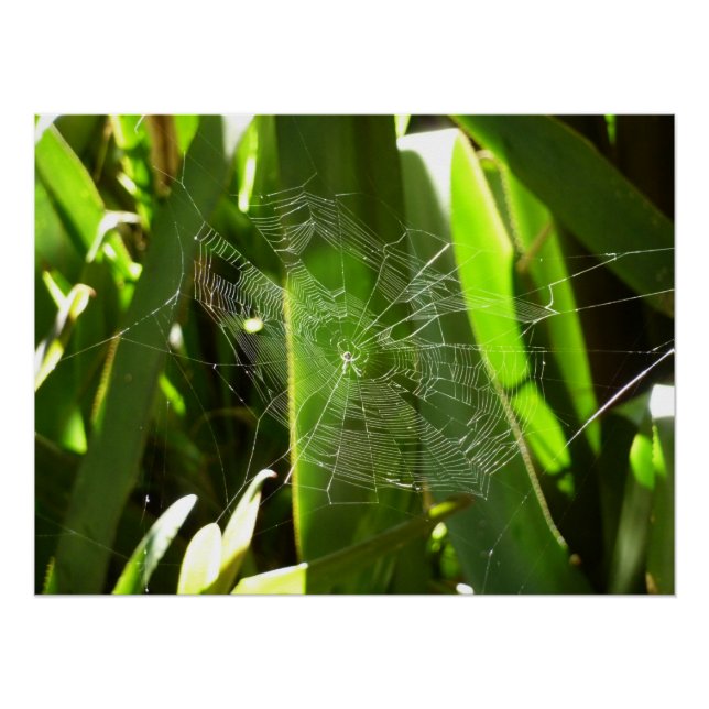 Poster Spiderweb dans Tropical Leaves Nature (Devant)