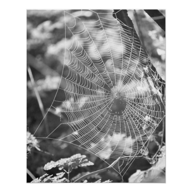 Poster Spiderweb en herbe longue (Devant)