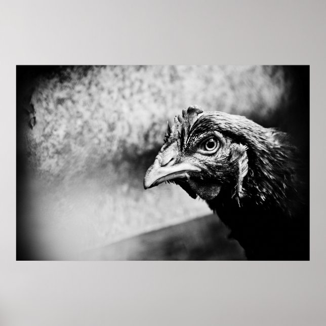 Poster spirits and chickens (Devant)