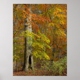 Poster Splendeur d'automne