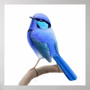 Poster Splendid Fairy Wren Bird Print