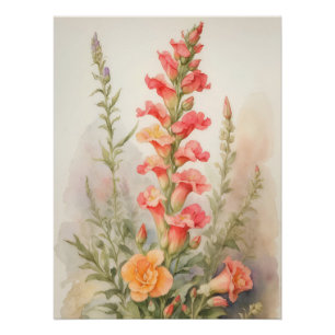 Poster Splendor Snapdragon