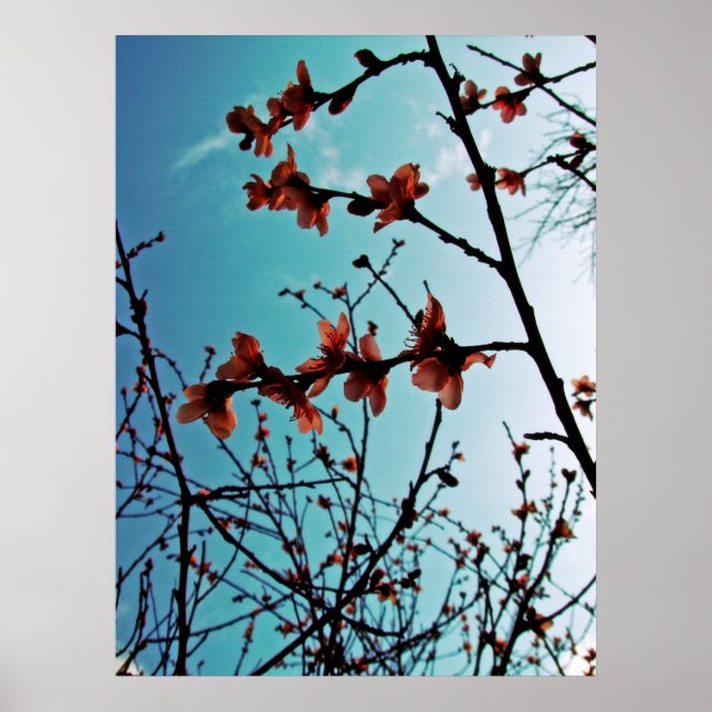 Poster Spring Blossoms (Devant)